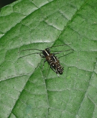 Glenea relicta