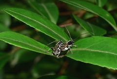 Glenea relicta