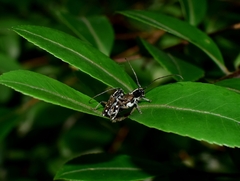 Glenea relicta