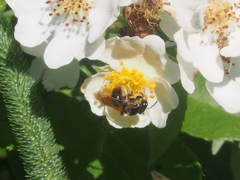 Andrena nuda