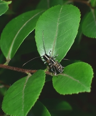 Glenea relicta