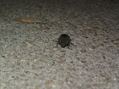 Epitragodes tomentosus