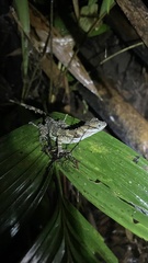 Anolis aquaticus