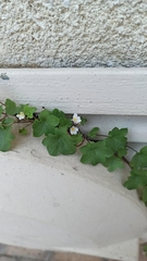 Cymbalaria muralis