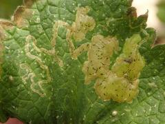 Amauromyza morionella