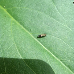 Agrilus derasofasciatus