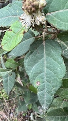 Croton orbignyanus