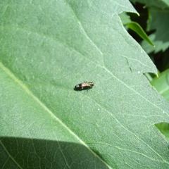 Agrilus derasofasciatus