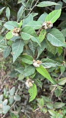 Croton orbignyanus