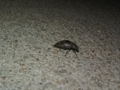 Epitragodes tomentosus