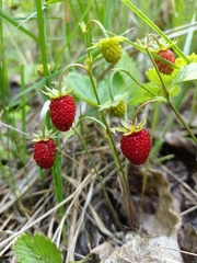 Fragaria vesca
