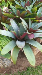 Alcantarea imperialis