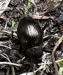 Meracantha contracta