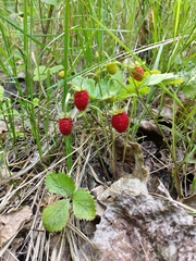 Fragaria vesca