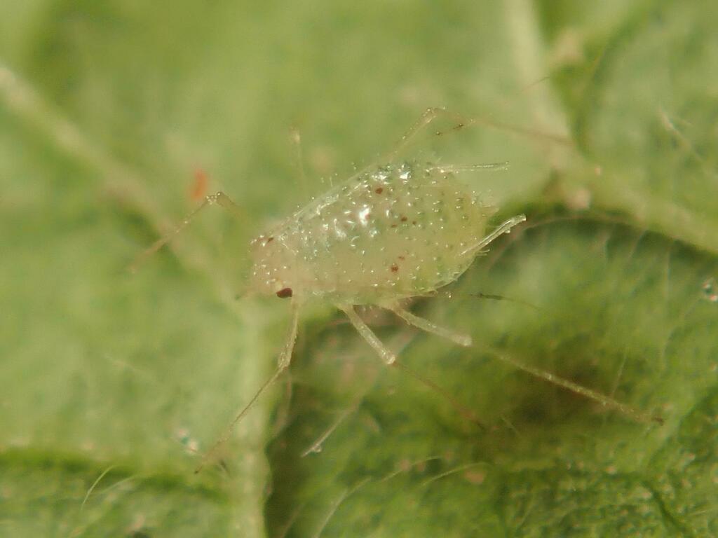 Cryptomyzus ballotae