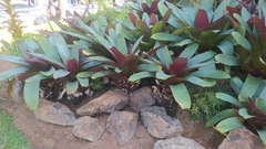 Alcantarea imperialis