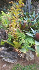 Alcantarea imperialis