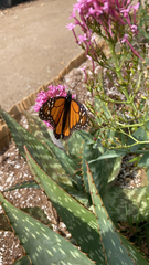 Danaus plexippus
