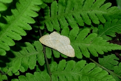 Scopula ignobilis