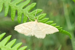 Idaea macilentaria