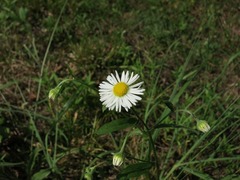 Erigeron strigosus strigosus