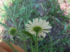 Erigeron strigosus strigosus