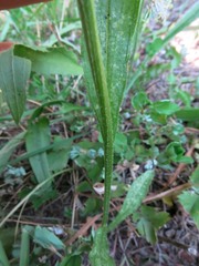 Erigeron strigosus strigosus