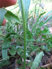 Erigeron strigosus strigosus