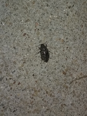 Epitragodes tomentosus