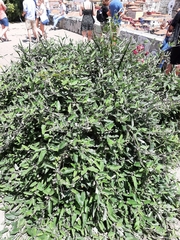 Araujia sericifera