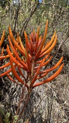 Erythrina leptorhiza