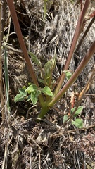 Erythrina leptorhiza