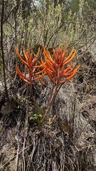 Erythrina leptorhiza