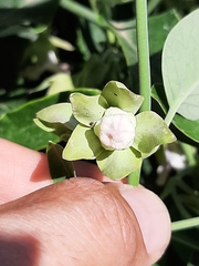Araujia sericifera