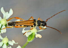 Stenopterus flavicornis