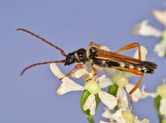 Stenopterus flavicornis