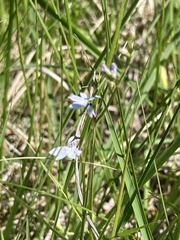 Lobelia kalmii