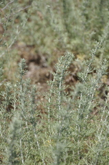 Artemisia taurica