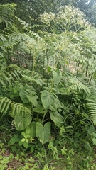 Valeriana pyrenaica
