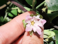 Araujia sericifera