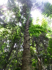 Vasconcellea cauliflora