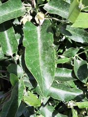 Araujia sericifera