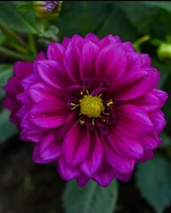 Asteraceae