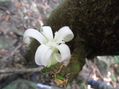 Vasconcellea cauliflora