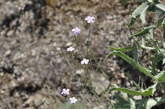 Dianthus humilis