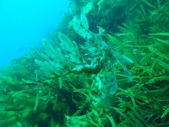 Phycodurus eques