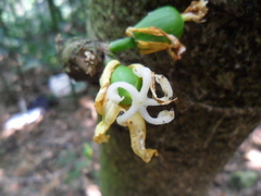 Vasconcellea cauliflora