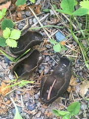 Helvella corium