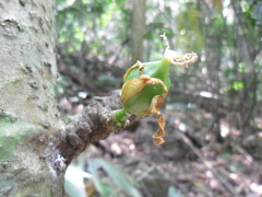 Vasconcellea cauliflora