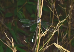 Rhipidolestes nectans